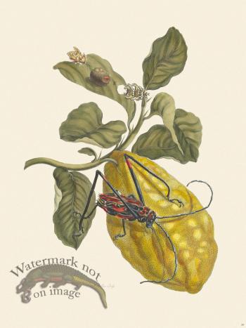 Merian Metamorphosis 28